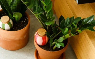 Comment bien utiliser une olla pour arroser ses plantes ? Mode d’emploi